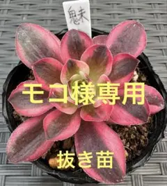 モコ様 リクエスト 3点 まとめ商品