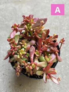 ミィー様 リクエスト 2点 まとめ商品