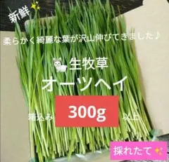 Item thumbnail for item 8641e61c-ee55-4c63-b281-734b1e993c76