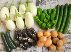家庭菜園で育てた夏野菜セット 訳あり野菜有りのサムネイル