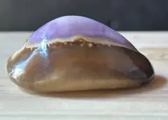 紫色タカラガイ　貝殻標本　3.57cm