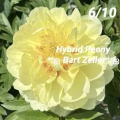 ②*ஐ最大22㎝の大輪黄花種*ஐハイブリッドピオニー・芍薬・苗【バートゼラ】5号のサムネイル