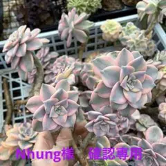 確認専用出品‼️エケベリア　パープルディライト　特大群生