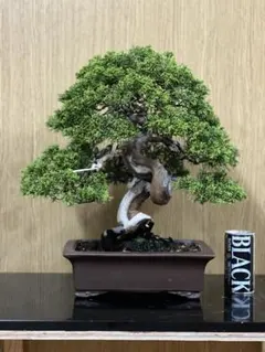 一位 (イチイ) 山木 [模様木] 大品盆栽 - メルカリ