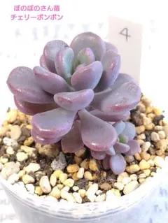 ケイ様 リクエスト 3点 まとめ商品