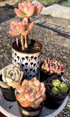 10.多肉植物　多肉セット　寄せ植え　初心者向け　多肉弁当　詰め合わせ