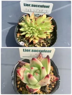 ぴよ姫ガーデン　次回発送4/5です♪様 リクエスト 2点 まとめ商品