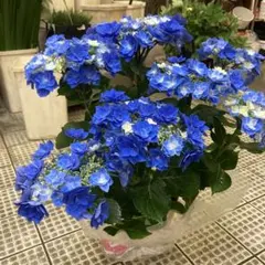 早い者勝ち！4鉢価格！紫陽花　アジサイ　苗　苗木　5号鉢　凛　星雲　筑紫の風 母の日特価！2鉢価格！紫陽花 筑紫の風 凛 アジサイ 苗 苗木 5-5.5号鉢