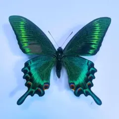 2026年最新】カラスアゲハ 標本の人気アイテム - メルカリ