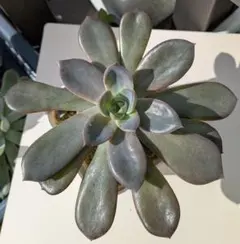 ㉜大きめ 優木園さん苗 桃くま❣️群青蓮花❣️伊弉諾❣️発根済5苗メルカリ便込 ㉜大きめ 優木園さん苗 桃くま❣️群青蓮花❣️伊弉諾❣️