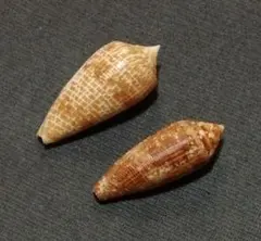 美　イモガイ　貝　貝殻　インテリア　置物　 オブジェ　標本　コレクション