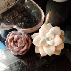 きよちゃん様 リクエスト 3点 まとめ商品