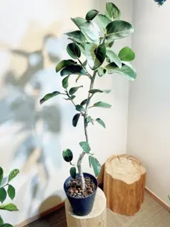 送料無料 光触媒人工観葉植物ユーカリ高さ85cm フェイクグリーン（1275 送料無料 光触媒人工観葉植物ユーカリ高さ85cm フェイクグリーン（1275）