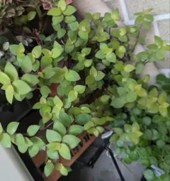 多肉植物　観葉植物　カリシアレペンス　抜き苗のサムネイル