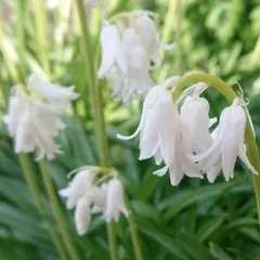 Item thumbnail for item 749e11be-5f2d-48ad-b3d7-debc79abf4cd