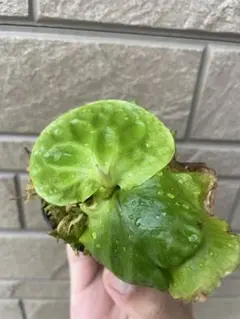 ビカクシダ　セット　ジェニー　OMG　マダガスカリエンセ　など ビカクシダ セット ジェニー OMG マダガスカリエンセ など