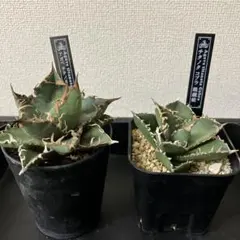 2025年最新】アガベコブラの人気アイテム - メルカリ