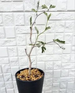 センナ メリディオナリス　塊根植物 実生　コーデックスのサムネイル