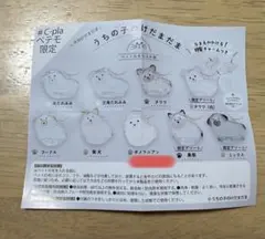 うちの子のけだまだま ポメラニアン