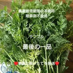 人参の葉っぱ⑱（農薬栽培期間中不使用、除草剤不使用）のサムネイル