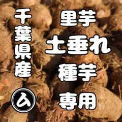 2026年最新】里芋 土垂の人気アイテム - メルカリ