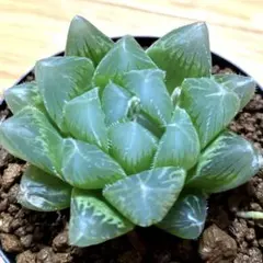 特価】ハオルチア ブルーレンズオブツーサ錦 極上縞斑 総柄 - メルカリ