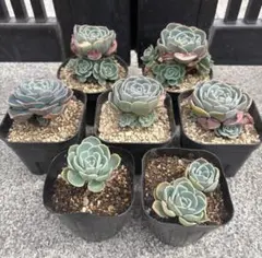 2026年最新】七福神多肉植物の人気アイテム - メルカリ