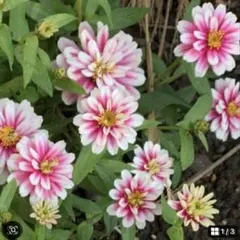 もふฅプロフ必読!！様 リクエスト 3点 まとめ商品