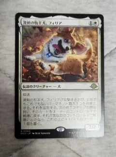 溌剌の牧羊犬、フィリア