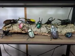 カブトムシ標本 16体セットとギンヤンマ - メルカリ