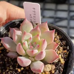 2025年最新】多肉植物 リンゼアナの人気アイテム - メルカリ