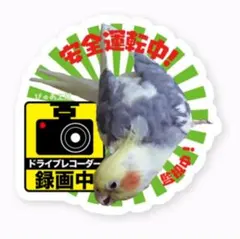 【新品】オカメインコのドライブレコーダー録画中・型抜きステッカ一☆安全運転中②