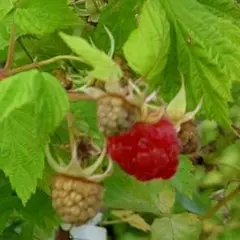 ぷりりん様 リクエスト 2点 まとめ商品