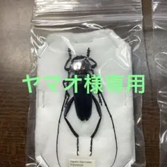 2026年最新】昆虫標本の人気アイテム - メルカリ