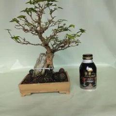 2025年最新】黒松 石付き 黒松の人気アイテム - メルカリ