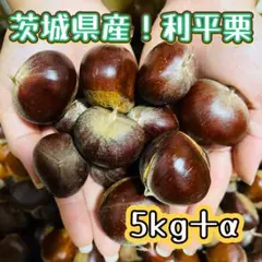 3kg 笠間の利平栗⭐︎生栗⭐︎幻の栗 茨城県産 利平栗 幻の栗 無農薬 1kg | 栗処 旬