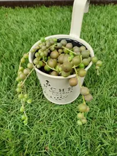 【多肉植物】グリーンネックレス 抜き苗 v1