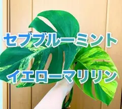 Yoshihiro Hashimoto様 リクエスト 2点 まとめ商品