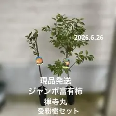現品発送 富有柿 禅寺丸 受粉樹セット　柿　苗 現品発送 富有柿 禅寺丸 受粉樹セット 柿 苗 - メルカリ