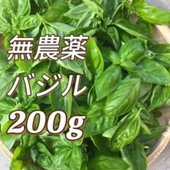 バジル 200g 兵庫産 朝獲り とれたて 無農薬 ハーブ 野菜のサムネイル