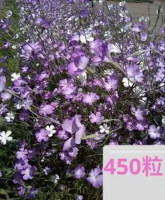 ムギナデシコ（アグロステンマ）の種　白・ピンクミックス450粒（5g）
