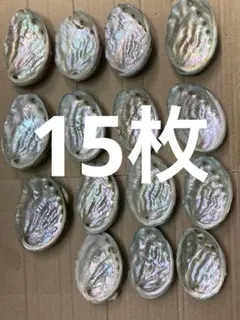 アワビ貝殻 アバロンシェル 15枚