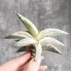 2026年最新】サンスベリア斑入りの人気アイテム - メルカリ