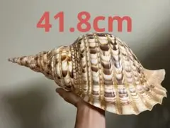 法螺貝　特大41.8cm 858gのサムネイル