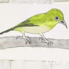 メジロ 水彩画 原画 小鳥 春 ナチュラル ポストカード　一点物
