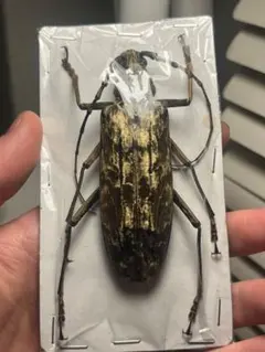 【未展足】オオミヤマカミキリ♀標本 カミキリムシ Xixuthrus 天牛 ひょっとして…踏まれちゃった！？【ミヤマカミキリの標本づくり 標本