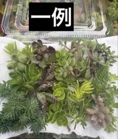 送料無料】訳あり2パックミニセット 多肉植物 カット苗 セダム