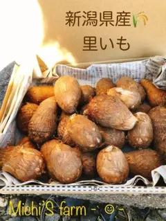 アンディ様専用5キロ里芋✩.*˚ 新潟県胎内市砂丘地産