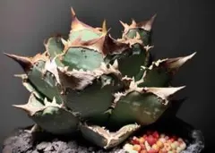 2025年最新】アガベ 親株の人気アイテム - メルカリ