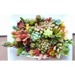 多肉植物◇セダム◇カット苗㉑